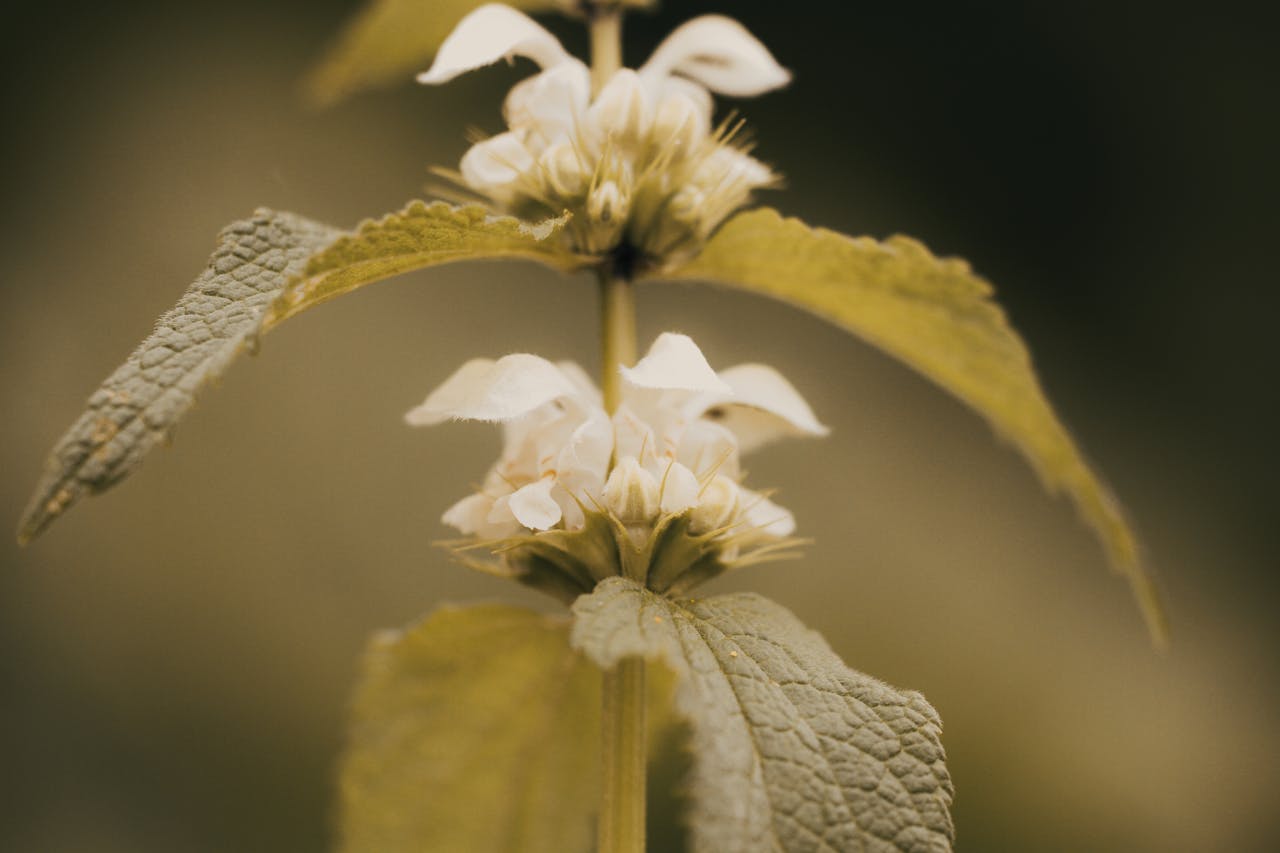 Close-up of a white nettle flower with green leaves, showcasing natural beauty.