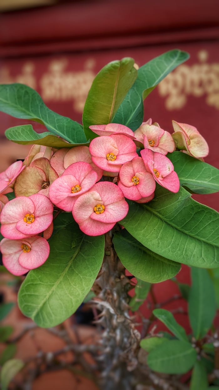 Vibrant crown of thorns plant with pink flowers and lush green leaves, perfect for botany enthusiasts.