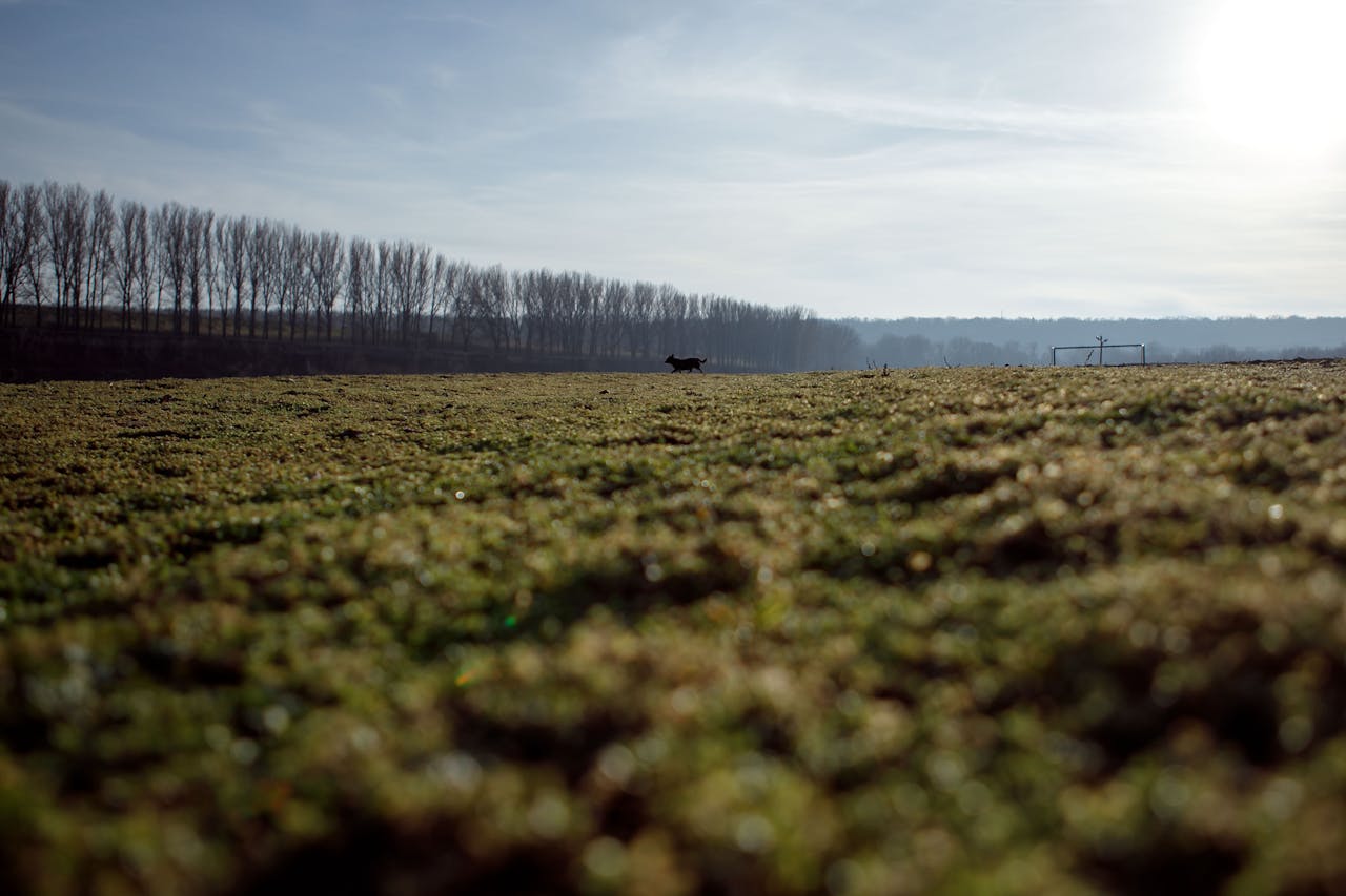 A vast field with a dog silhouette against a tree line under the morning sun.
