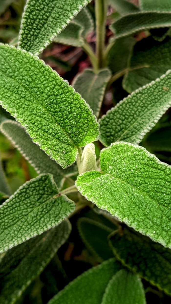 Detailed view of Phlomis fruticosa with textured, fuzzy leaves in vibrant green.