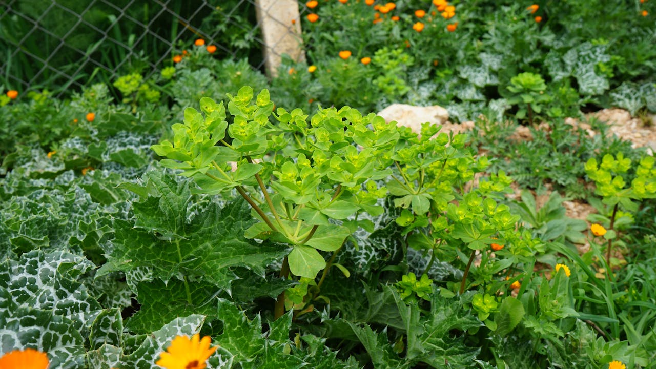 Vibrant garden scene with lush green plants and orange flowers, perfect for nature themes.
