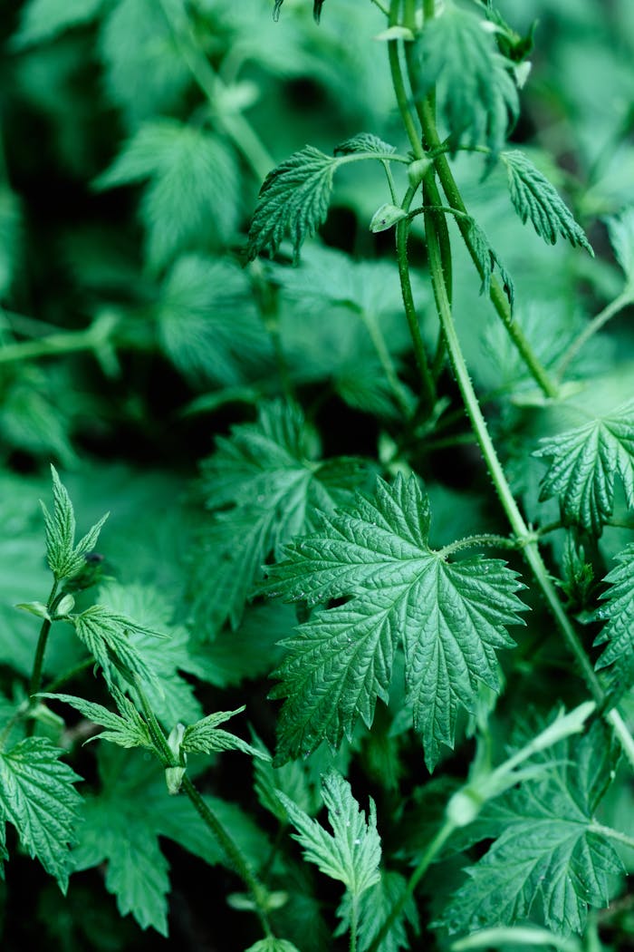Close-up of lush green hop plant leaves, ideal for nature or gardening themes.